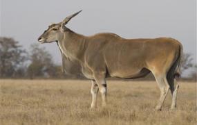 世界上最大的羊类是什么 大羚羊（身体高度大约172cm）