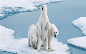 世界上最大的北极熊有多重 四百公斤八百公斤之间