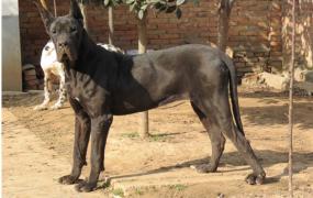 世界上最大的狗 大丹犬（身体最高达70多厘米）