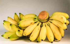 世界上最小的香蕉是什么 小米蕉（口感绵密可口）