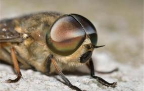 世界上最大的苍蝇是什么 大虻（身体肮脏带病毒）