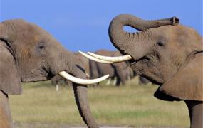 世界上最重的大象有多重 十三吨（未成年非洲象）