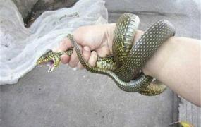 世界上最友好的看家蛇 四鳗青蛇会看家是真的吗