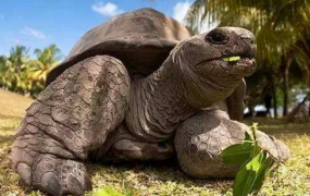 世界上最大的陆生乌龟 重量达375千克(能背两人正常行走)