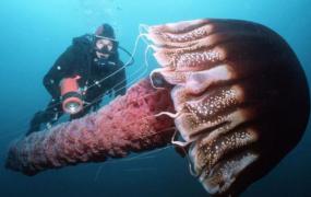 世界上最大的水母，北极霞水母（触手150根/长达40余米）