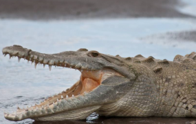 世界上最大的鳄鱼Cassius，113岁高龄攻击性依然很强