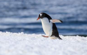 世界最耐寒的动物排行，企鹅垫底(第一名你绝对想不到)