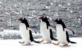 世界上游的最快的鸟：巴布亚企鹅，下潜100米仅需1.5分钟