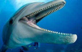 牙齿最多的动物排名，蜗牛有25600颗牙齿/鲨鱼一生换牙2万多颗