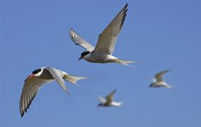 世上飞最远的鸟：北极燕鸥，横跨南北极迁徙(全长4万公里)