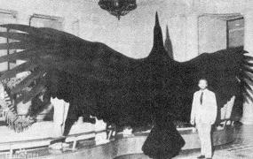 世界上最重的飞鸟：阿根廷巨鹰，相当于小型飞机(重72公斤)