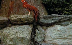 世界上羽毛最长的鸟：长尾鸡，尾巴比身体长4倍(长12.5米)