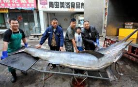 最大的剑鱼多少斤?海中捕获最大剑鱼，破纪录达650公斤