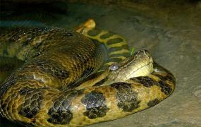 体型最大的蛇类：绿水蚺，吞下2英尺凯门鳄(最长8.45米)