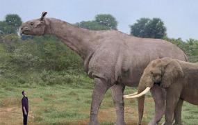 最大的陆上哺乳动物：巨犀，相当于非洲象4倍(最大8.23米)