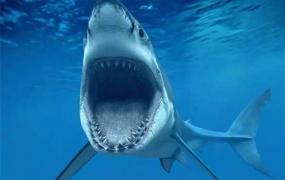 体型最大的软骨鱼：巨齿鲨，以鲸鱼为主食(长20米/重103.4吨)
