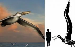 世界上最大的飞鸟：桑氏伪齿鸟，翼展7.3米(可滑翔数公里)