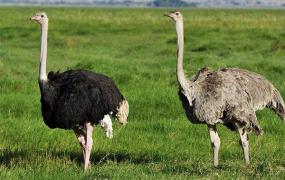 现存最高的鸟类：鸵鸟，脖子和腿占身体的3/4(最高近3米)