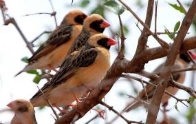 世界上数量最多的鸟类：红嘴奎利亚雀，非洲多达100亿只