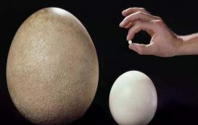 世界上最小的鸟蛋：吸蜜蜂鸟蛋，仅一个咖啡豆大小(6毫米)