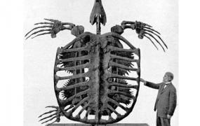 体型最大的海龟：生活于白垩纪的古巨龟(重2.2吨/长4.9米)