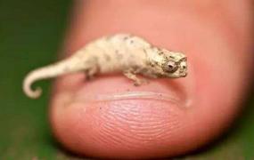 体型最小的爬行动物：雅拉瓜壁虎，仅一个硬币大小(长16毫米)