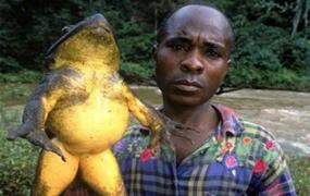 现存体型最大的蛙类：巨谐蛙，长达1米(等同3-4岁小孩)