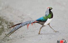 世界上最漂亮的鸟 第一长相特别最后酷似凤凰尾羽华丽
