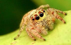 世界上哪种蜘蛛最厉害?世界上10大最厉害的蜘蛛(附图)