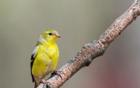 世界上最可爱美丽的鸟 蜂鸟世界最小第四头顶金黄