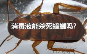 消毒液能杀死蟑螂吗?