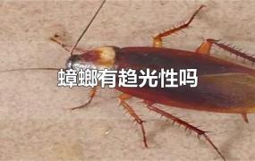 蟑螂有趋光性吗
