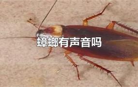 蟑螂有声音吗