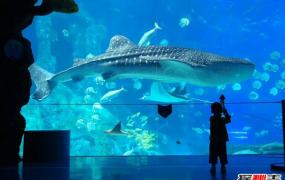 世界上最大的鱼 最长可达20米专吃浮游生物