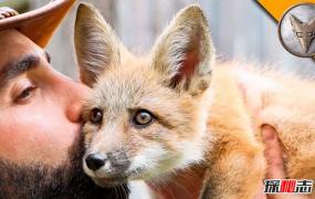 世界上最大的狐狸 赤狐分布范围广毛色差异巨大