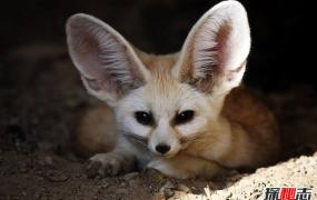 世界上最小的狐狸 耳廓狐个子娇小大耳朵超萌