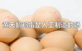 黄天鹅鸡蛋是人工制造的吗