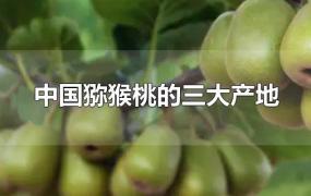 中国猕猴桃的三大产地