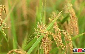 世界上10个最大的稻米生产国 泰国排名第五,中国不负众望
