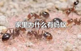 家里为什么有蚂蚁