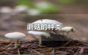 蘑菇的种类