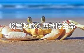 螃蟹吃啥东西维持生命