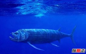 史前海洋十大霸主 旋齿鲨超强咬合力海洋中称霸