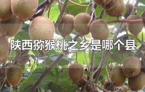 陕西猕猴桃之乡是哪个县