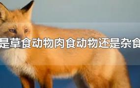 狐狸是草食动物肉食动物还是杂食动物