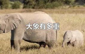 大象有多重