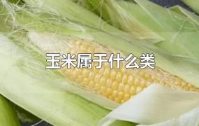 玉米属于什么类