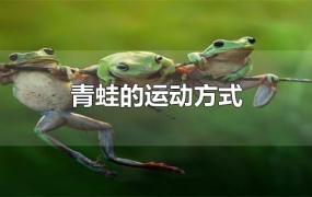 青蛙的运动方式