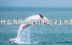 为什么海豚总是时不时浮上水面?