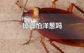 蟑螂怕洋葱吗